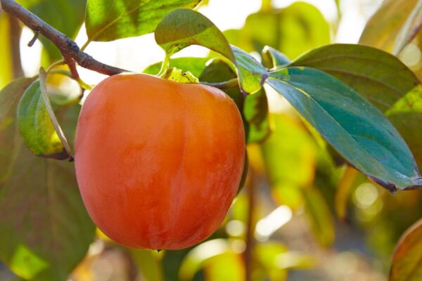 Caqui: uma fruta rica em antioxidantes e seus efeitos protetores no organismo