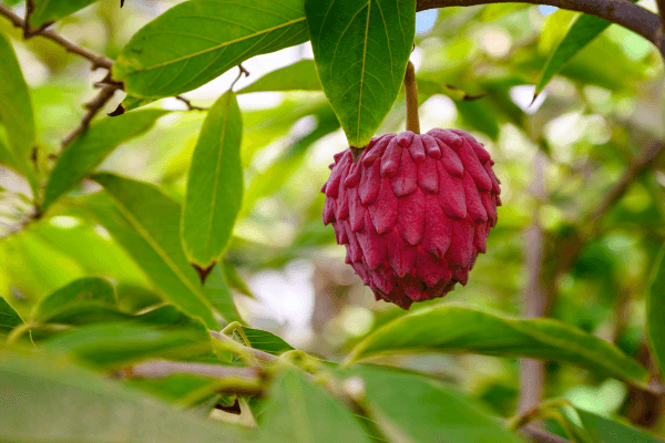 Tentação em forma de Atemóia: Delícia de fruta exótica!