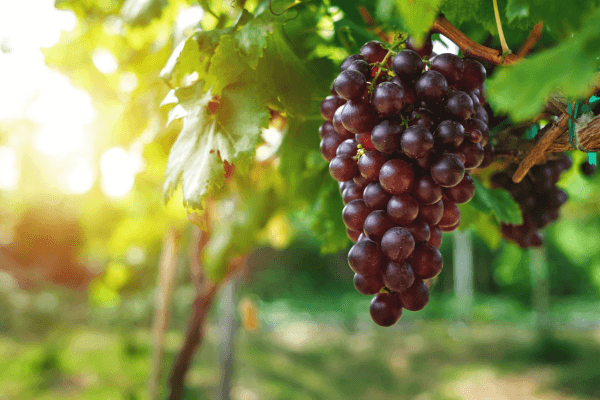 Uvas: Fonte Rica de Antioxidantes para Fortalecer o Sistema Imunológico