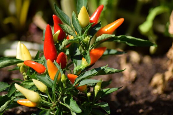 Capsaicina: O Fogo que Cura